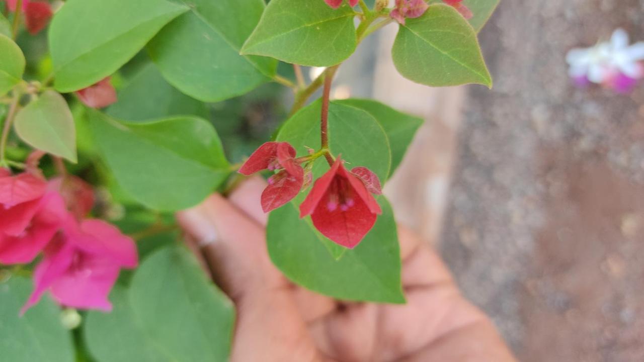 Kanthi Resorts Badami Bagalkot Экстерьер фото